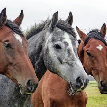 10-plus-beaux-chevaux-du-monde-1198x800
