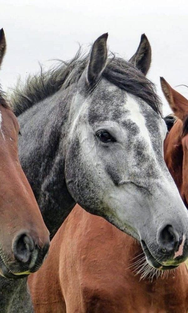10-plus-beaux-chevaux-du-monde-1198×800 10-plus-beaux-chevaux-du-monde-1198x800
