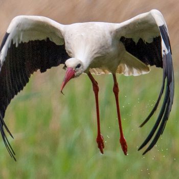 1299557-une-cigogne-en-vol-illustration