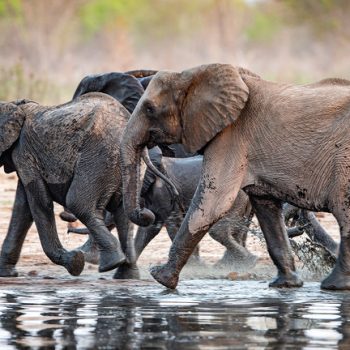 WILDLIFE_2015-09-08_HwangeNP-Zimbabwe_RudiVanAarde_CANON-1DX_RVA_6734_reduced