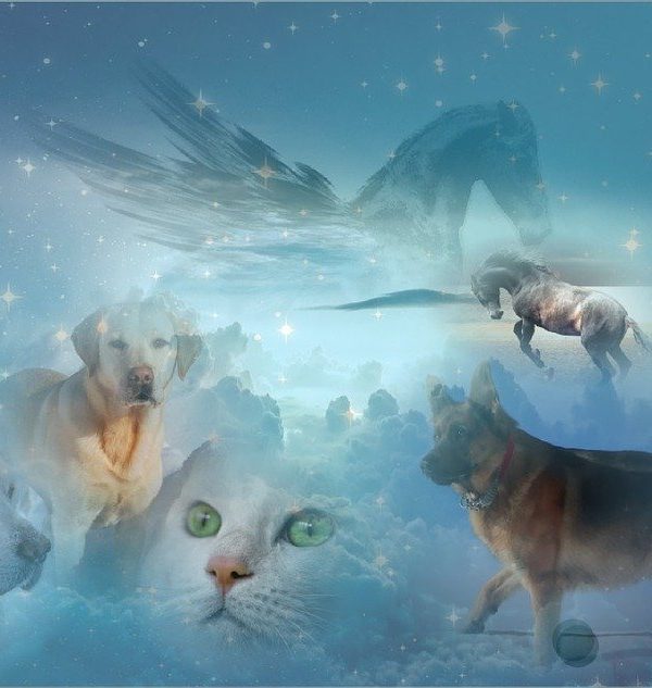 animaux dans l’au delà animaux dans l'au delà