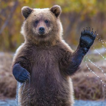 decouvrez-ces-lieux-qui-portent-un-nom-d-ours