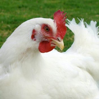 poule-blanche