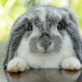 rabbit-7020486_1920