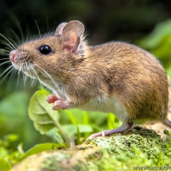 souris-mus-musculus